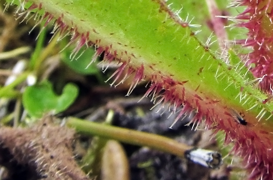 Image of Picris kamtschatica specimen.