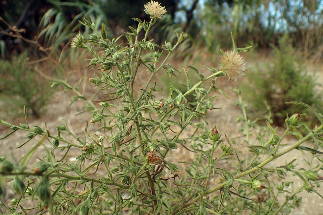 Image of Dittrichia graveolens specimen.