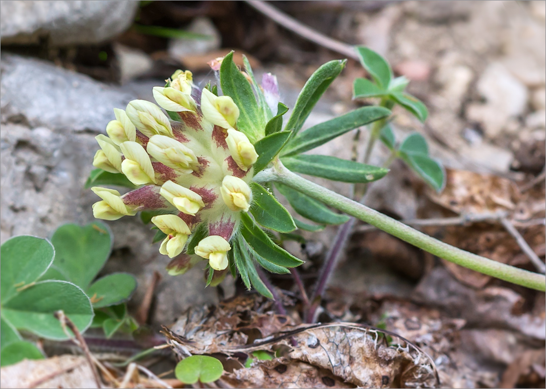 Изображение особи Anthyllis lachnophora.