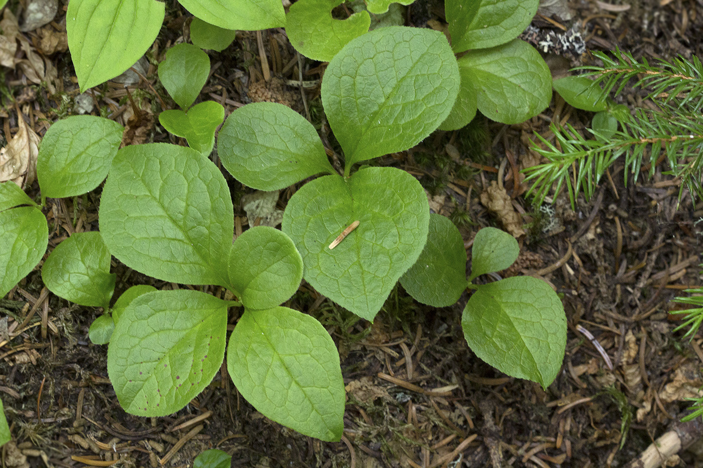 Изображение особи Vaccinium praestans.