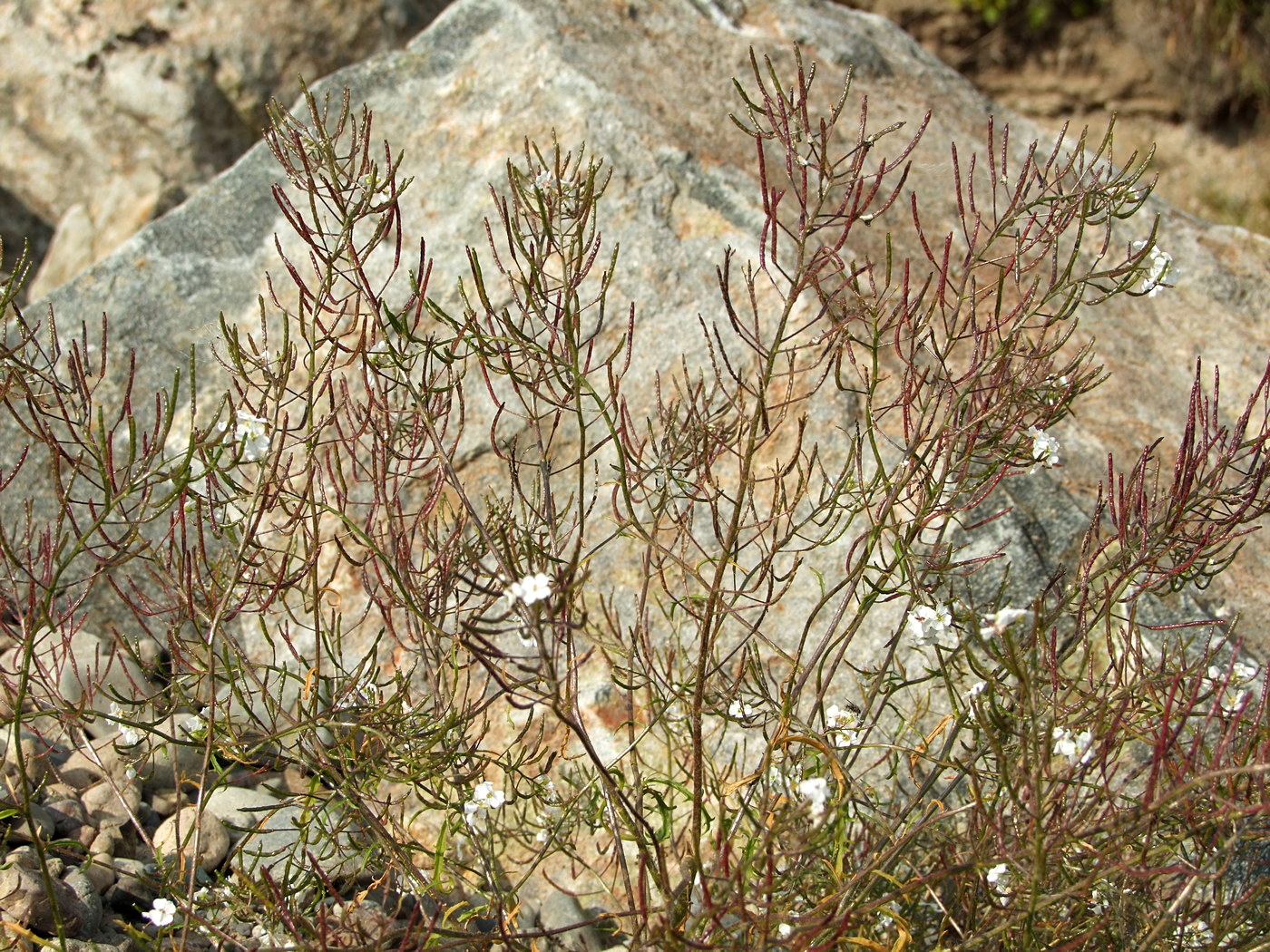 Image of Dontostemon pinnatifidus specimen.