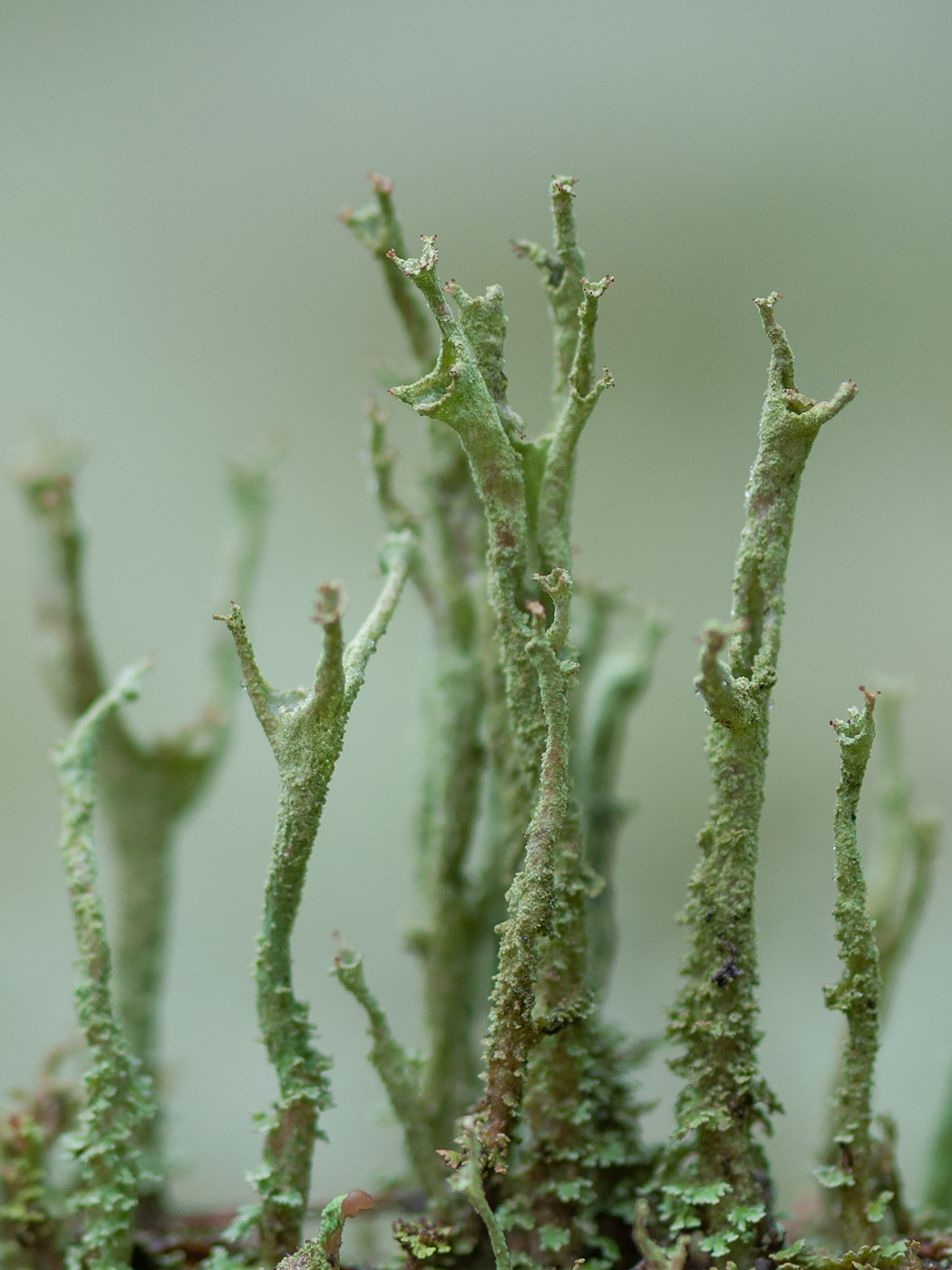 Изображение особи Cladonia cenotea.