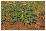 Astragalus wolgensis