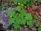 Ranunculus cappadocicus