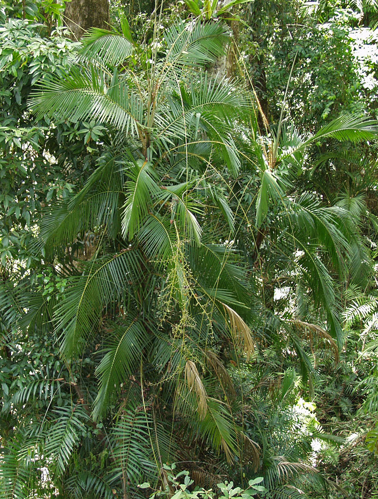 Image of genus Calamus specimen.