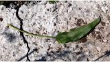 Rumex acetosa