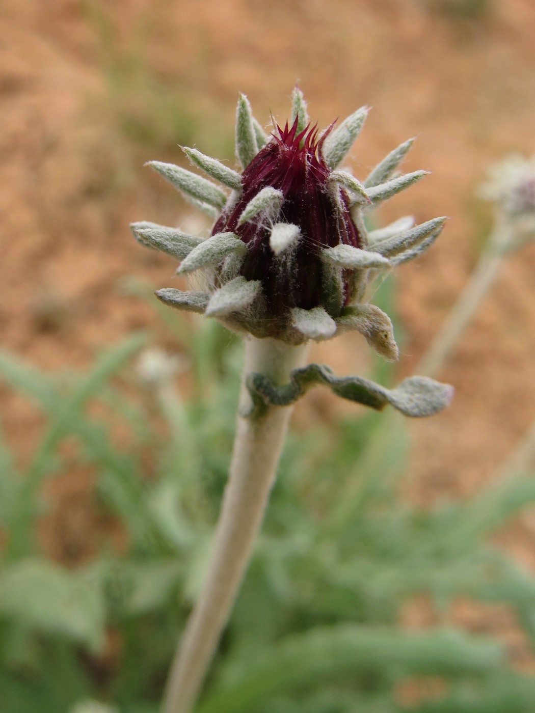 Image of Jurinea atropurpurea specimen.