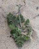 Pseudorlaya pumila. Цветущее растение (высота около 20 см). Израиль, г. Кесария, приморские пески. 12.03.2018.
