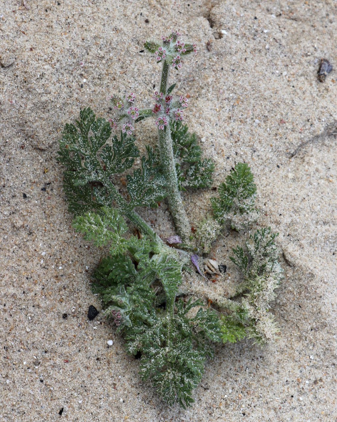 Image of Pseudorlaya pumila specimen.