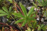 Potentilla goldbachii. Листья. Костромская обл., Судиславский р-н, окр. дер. Магово, насыпь ж.-д. 04.07.2017.