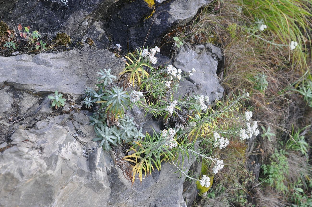 Image of Anaphalis margaritacea specimen.