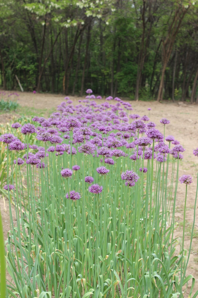 Image of Allium suworowii specimen.