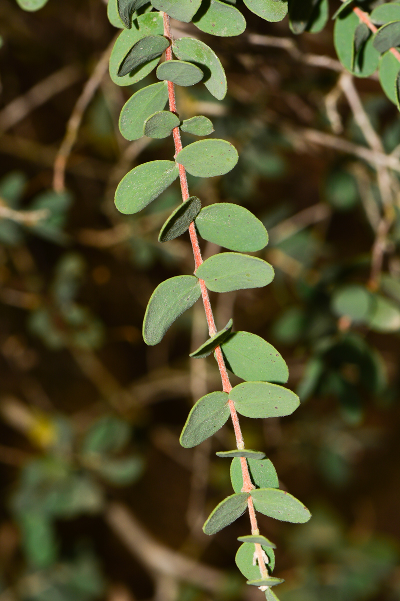 Image of Melaleuca elliptica specimen.