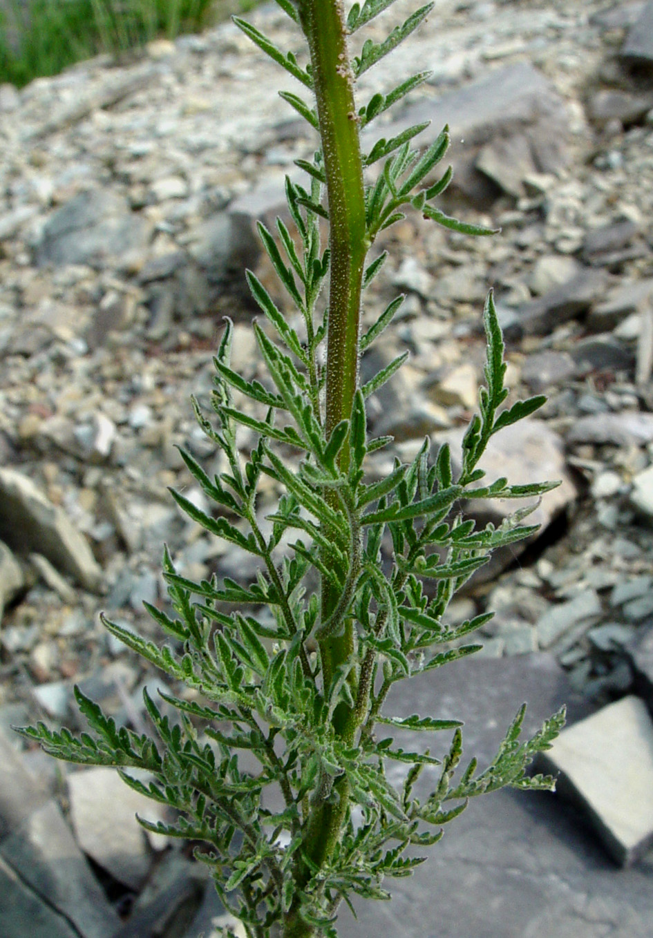 Image of Descurainia sophia specimen.