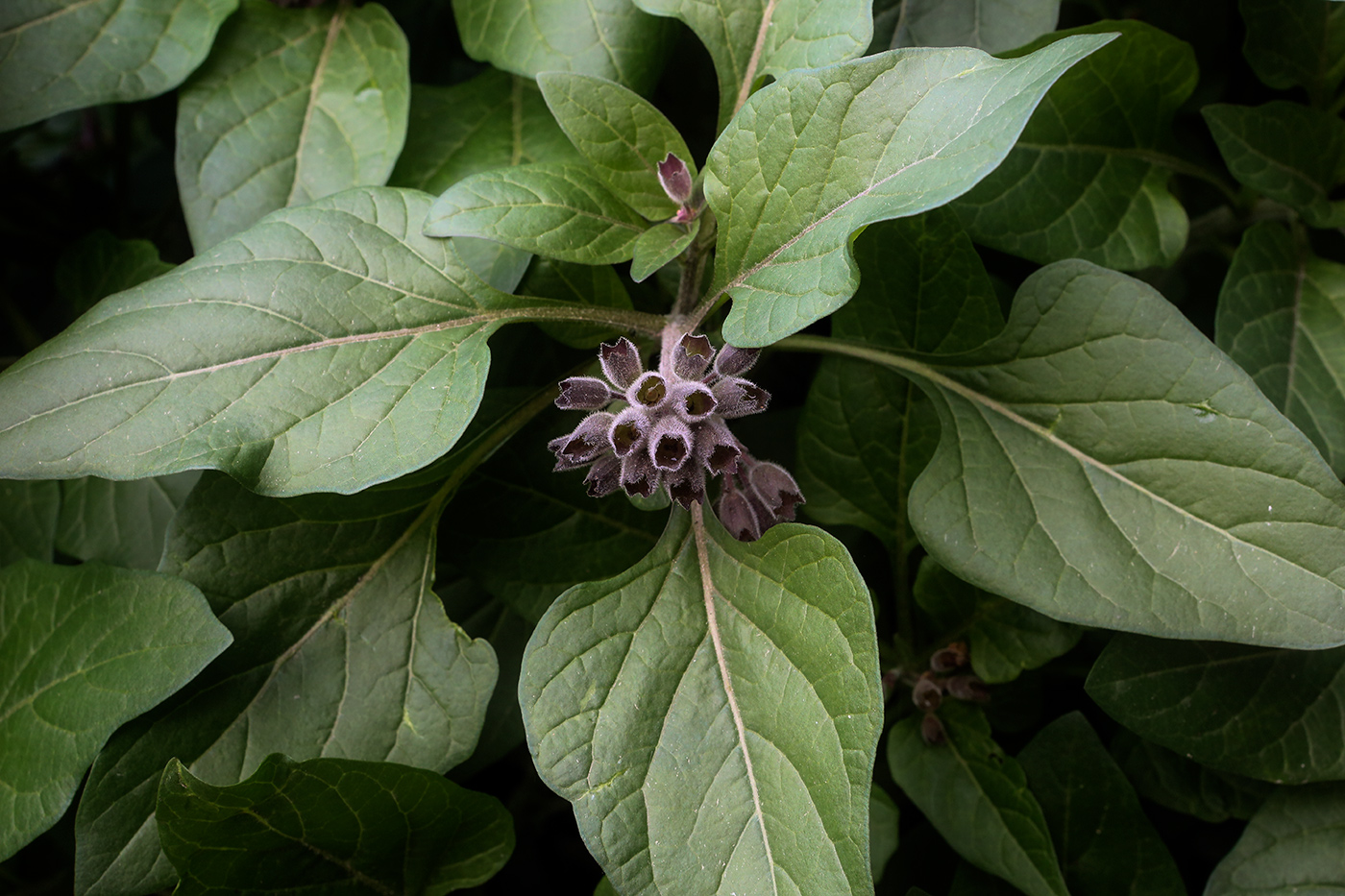 Image of Physochlaina physaloides specimen.