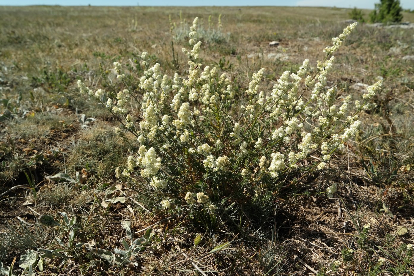 Изображение особи род Galium.