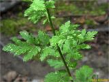 Pyrethrum parthenium. Средняя часть стебля с листьями. Украина, Ивано-Франковская обл., Болеховский горсовет, Поляницкий сельсовет, Поляницкий региональный ландшафтный парк, урочище Выдрына, буковый лес. 11.06.2018.