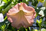 род Brugmansia