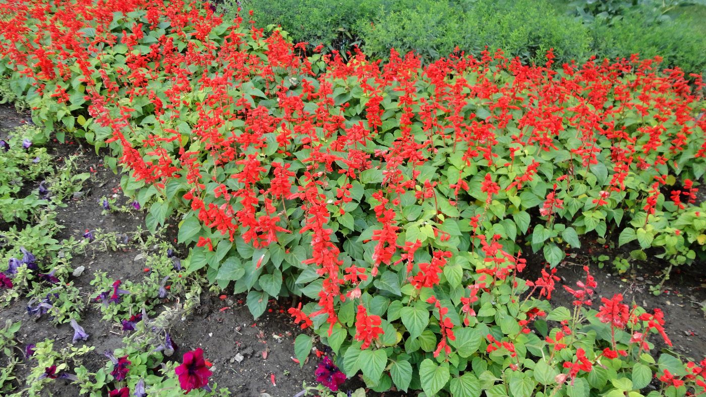 Image of Salvia splendens specimen.