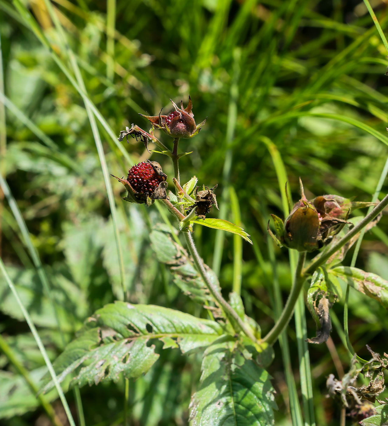 Image of Comarum palustre specimen.