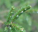 Picea orientalis