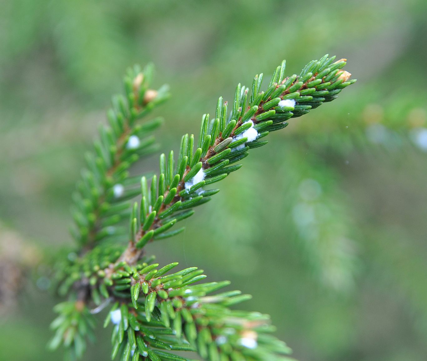 Изображение особи Picea orientalis.