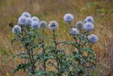 Echinops sphaerocephalus