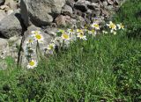 Anthemis saportana