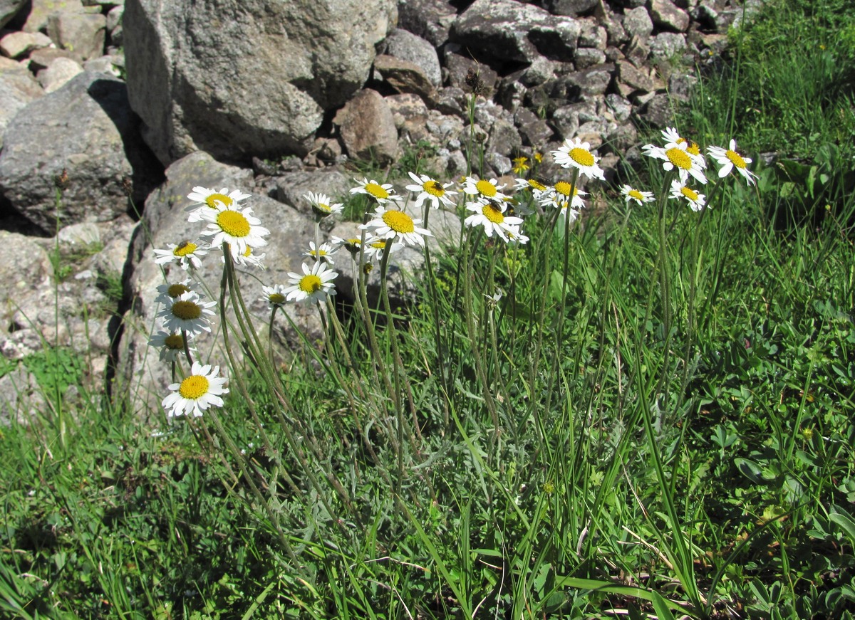 Image of Anthemis saportana specimen.