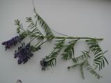 Vicia cracca
