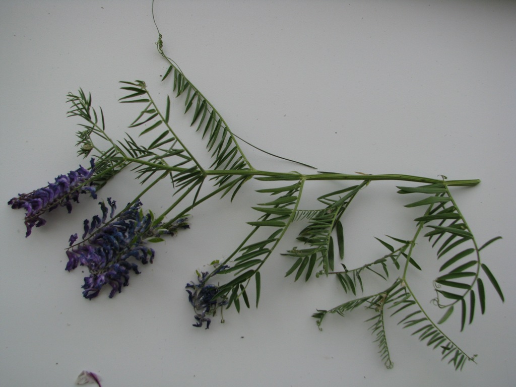 Image of Vicia cracca specimen.