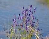 Aconitum ambiguum