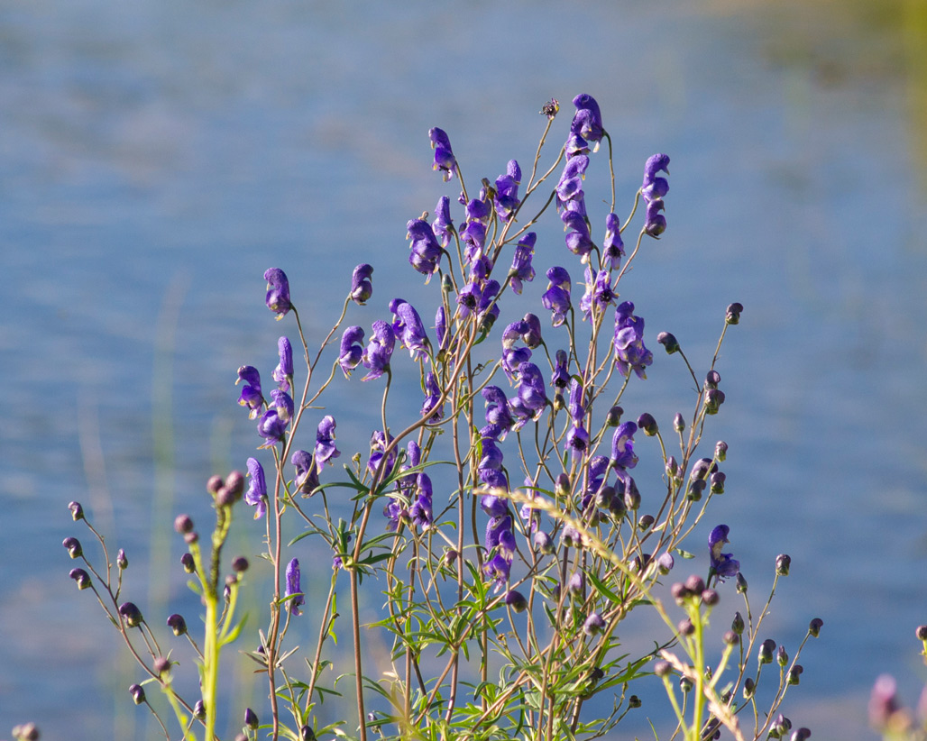 Изображение особи Aconitum ambiguum.