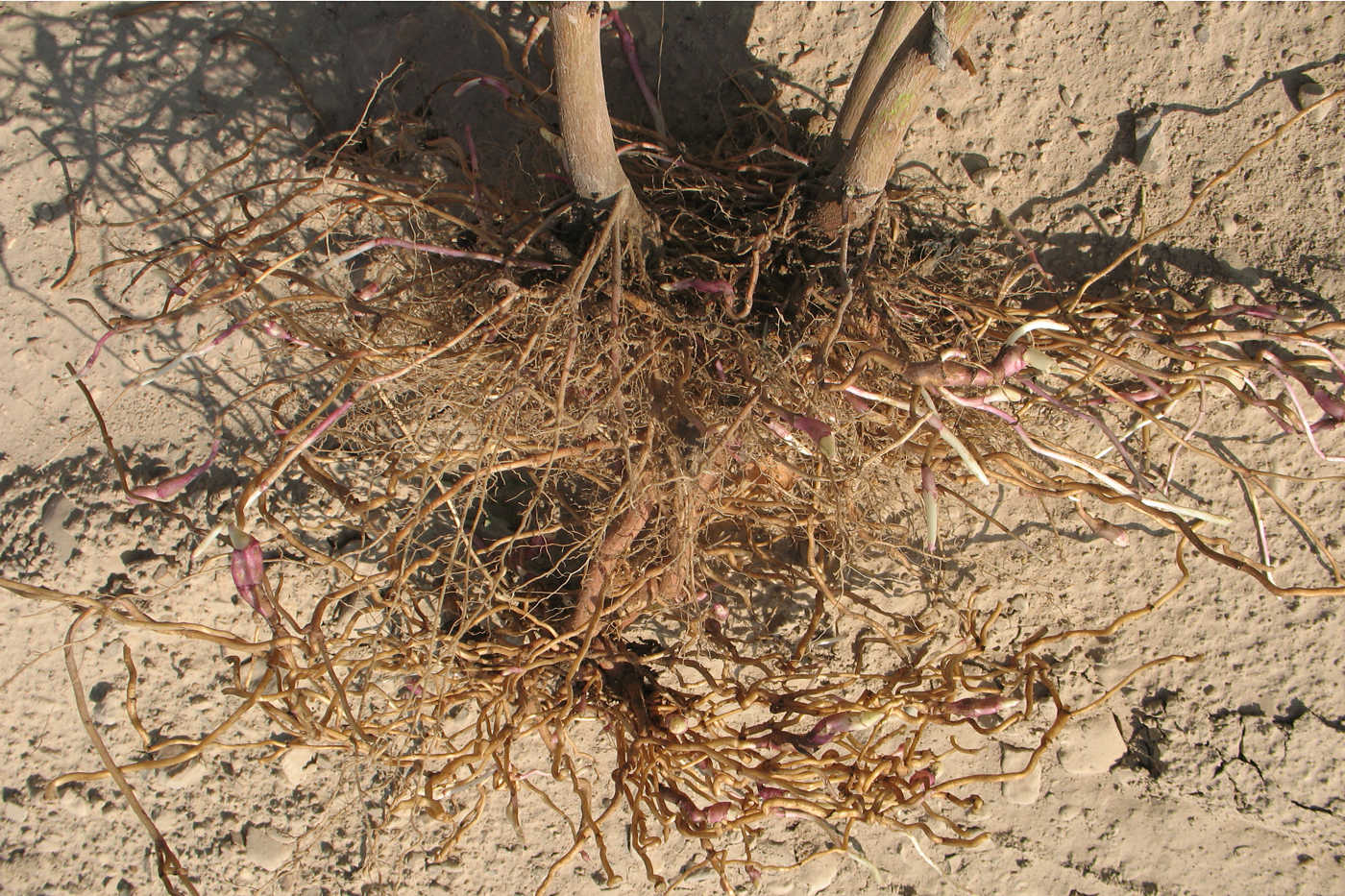 Image of Helianthus subcanescens specimen.