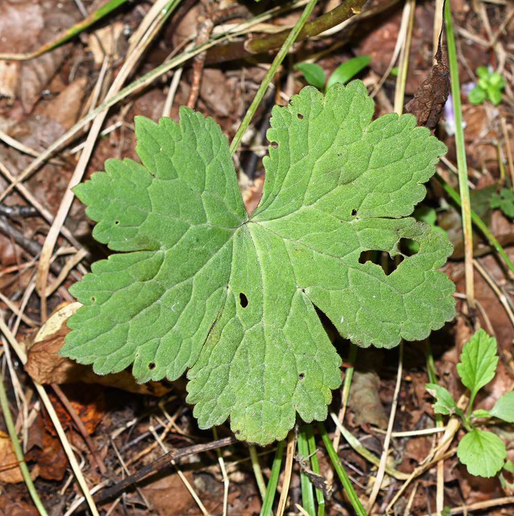 Изображение особи Aconitum alboviolaceum.