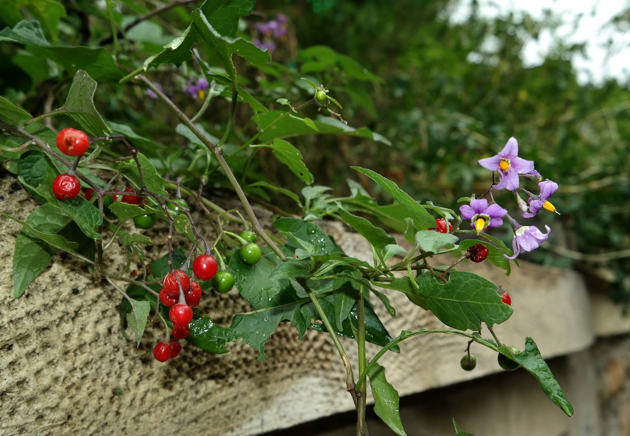 Image of Solanum dulcamara specimen.