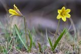 Tulipa heterophylla. Цветущие растения. Кыргызстан, Иссык-Кульская обл., Северный Тянь-Шань, хр. Кюнгёй Ала-Тоо, Григорьевское ущ., подъем на пер. Кум-Бель, 2700 м н.у.м., высокогорная степь. 11.05.2018.