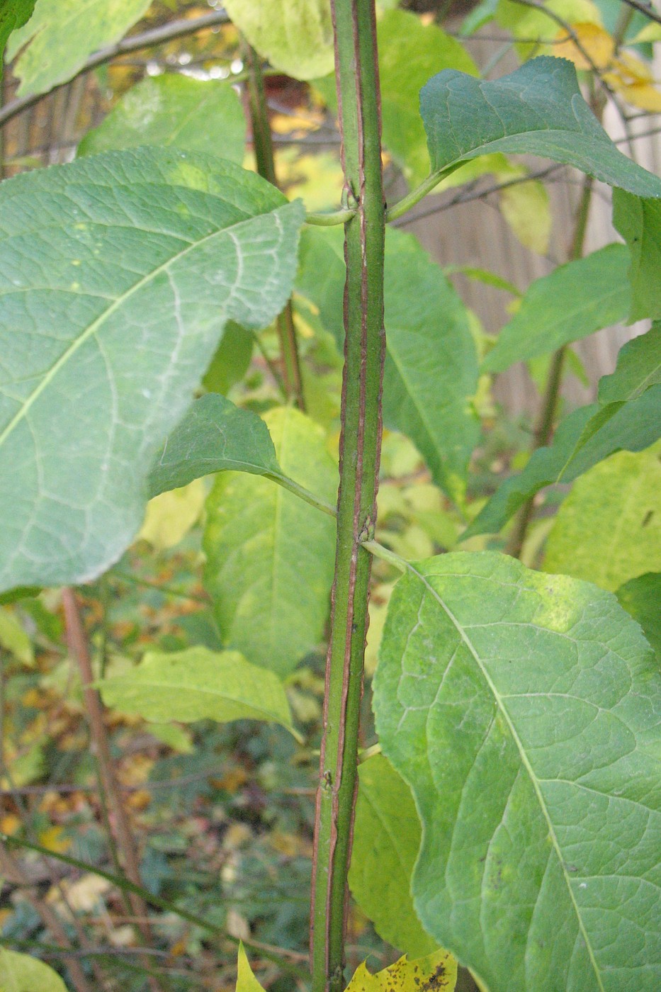 Image of Euonymus europaeus specimen.