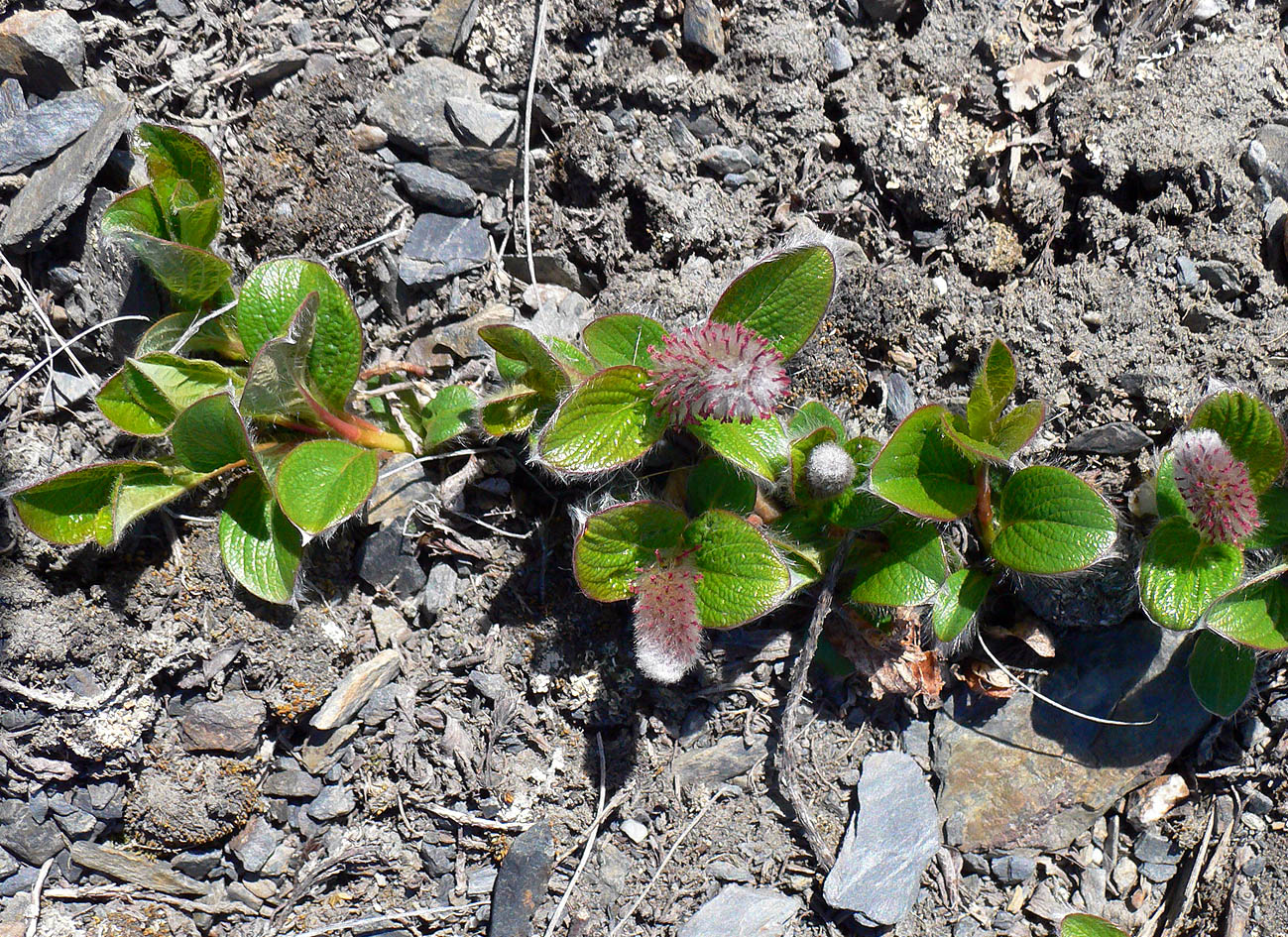 Image of genus Salix specimen.