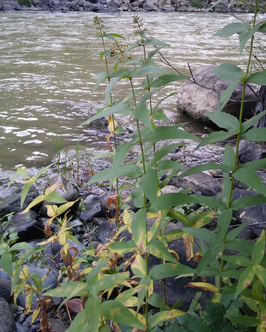 Image of Lysimachia vulgaris specimen.