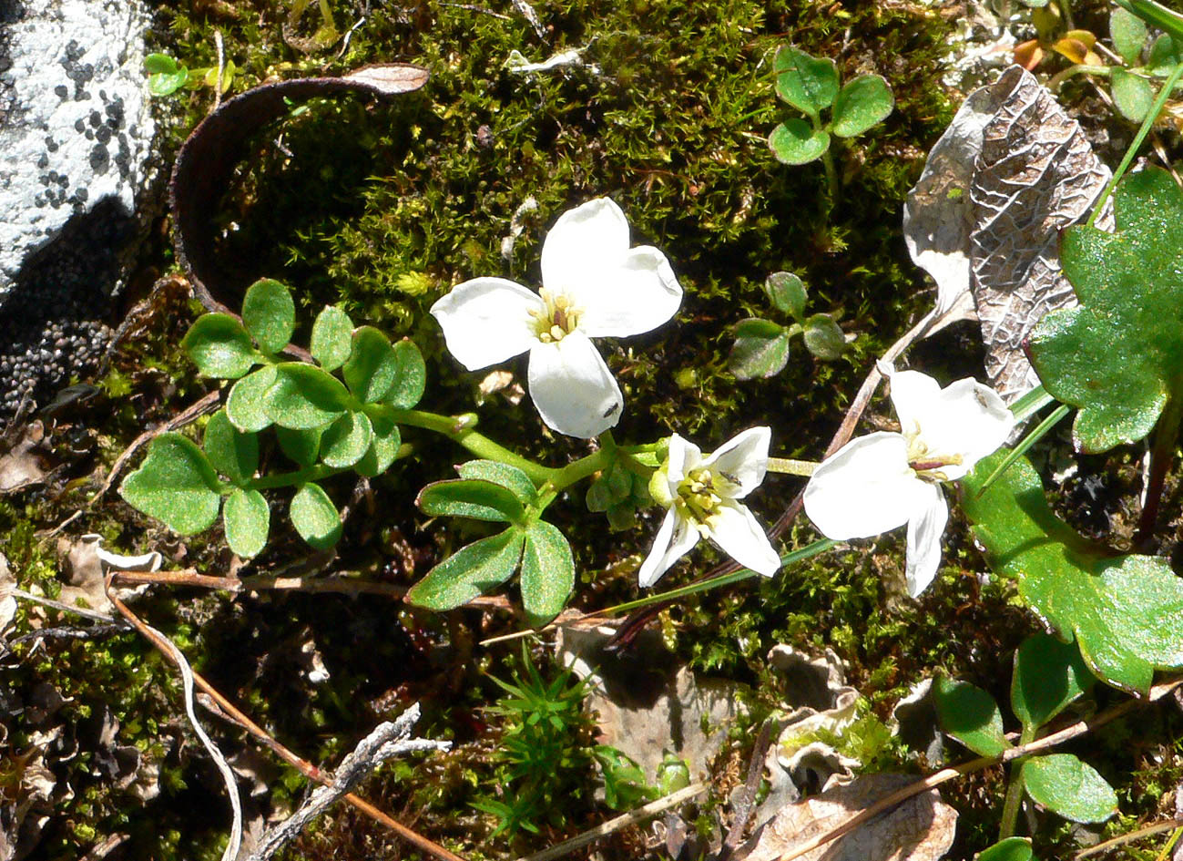 Image of Cardamine blaisdellii specimen.