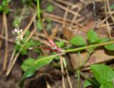 род Persicaria. Средняя часть побега с соцветием. Московская обл., Раменский р-н, пос. Ильинский, на заросшей куче песка. 30.09.2018.