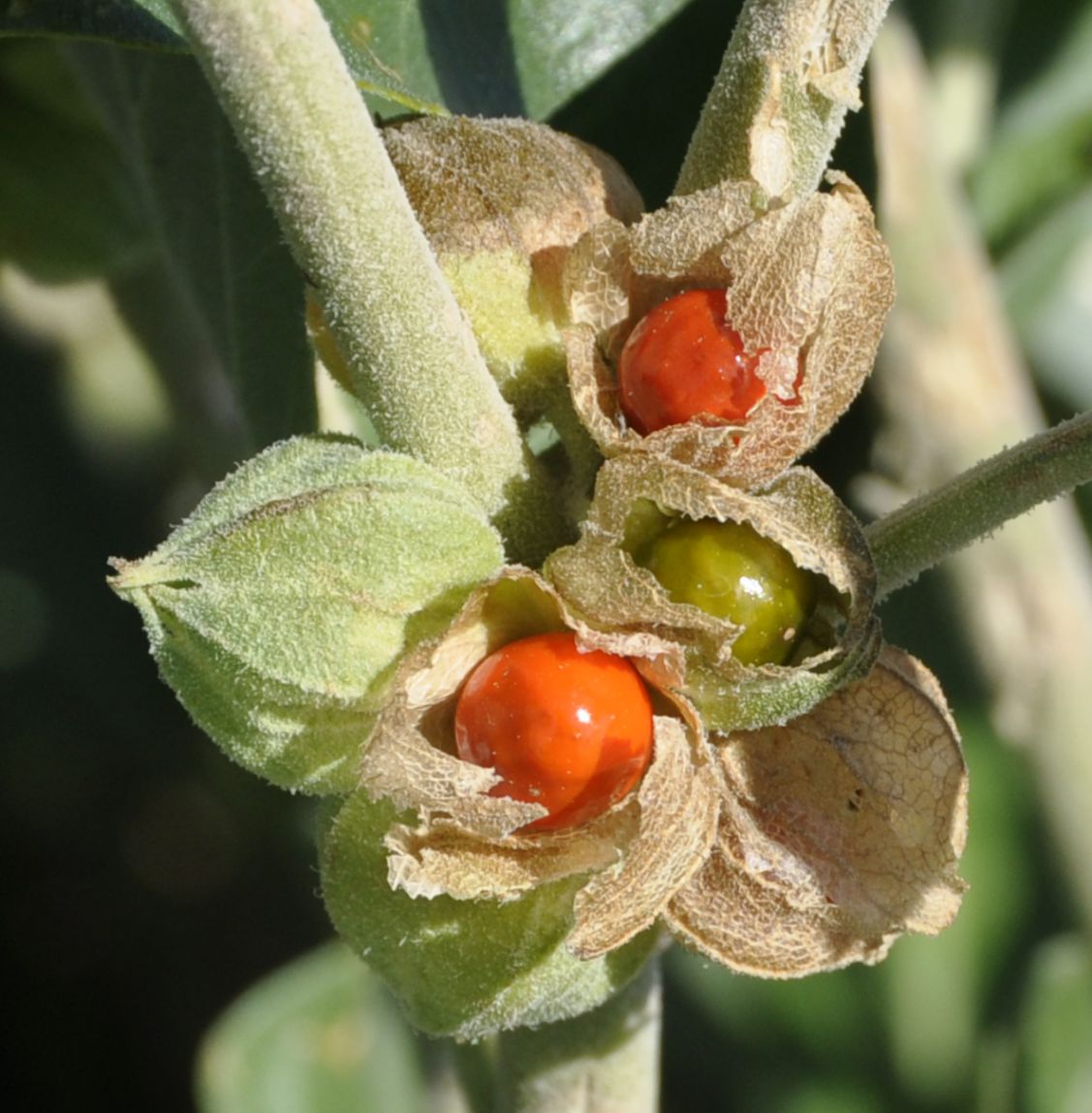 Image of Withania somnifera specimen.