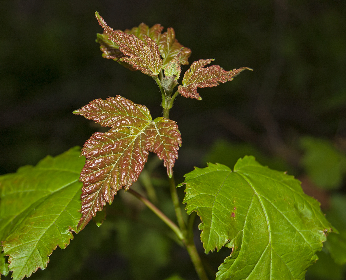 Изображение особи Acer tataricum.