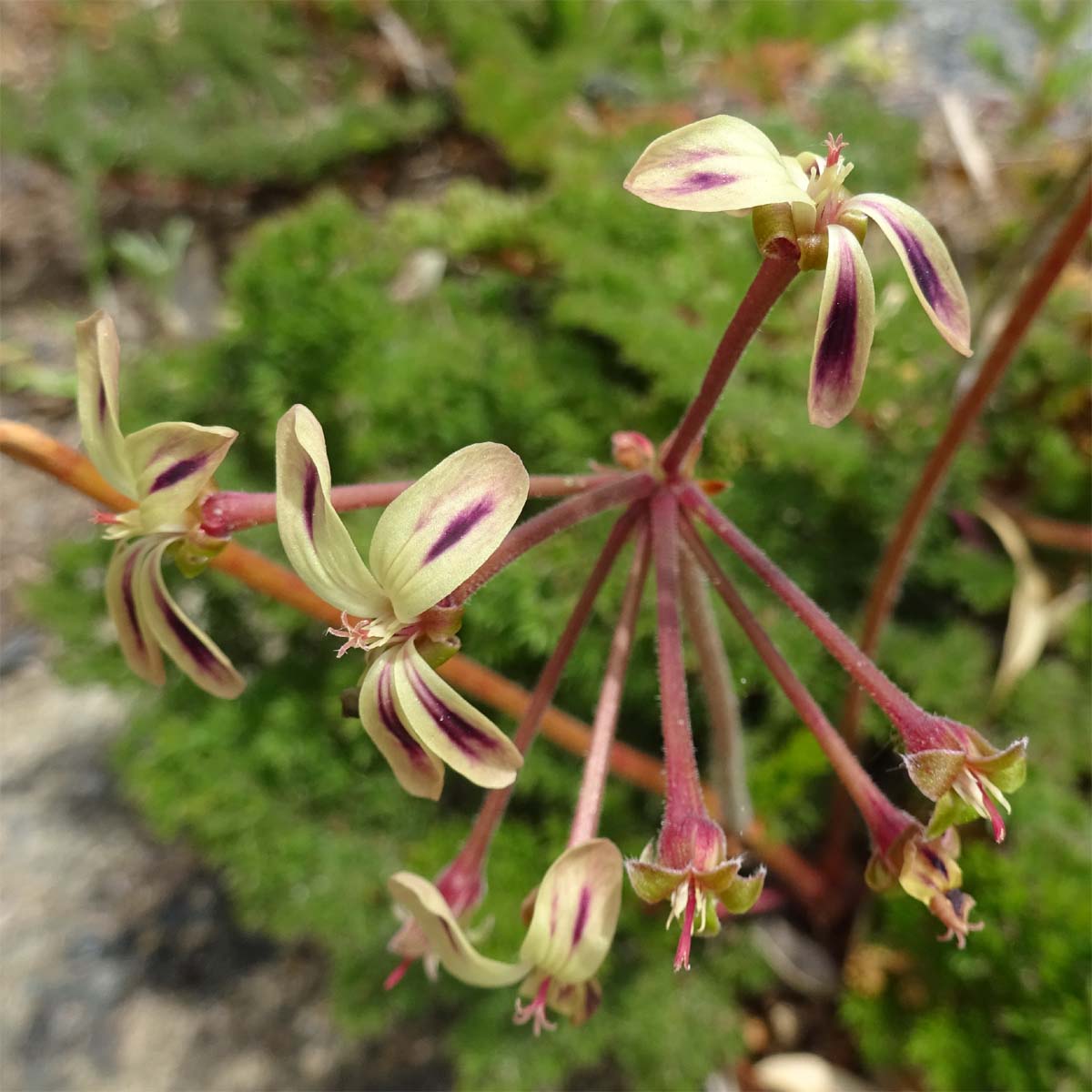 Image of Pelargonium triste specimen.