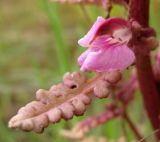 Pedicularis palustris