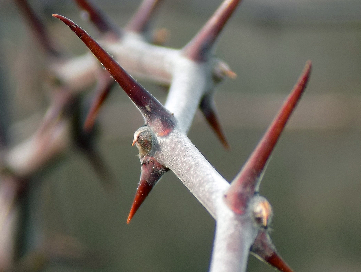 Image of Paliurus spina-christi specimen.