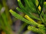 Dacrydium beccarii. Верхушки побегов. Малайзия, штат Саравак, национальный парк Бако; о-в Калимантан, песчаниковое плато, ≈ 100 м н.у.м., редкостойный пустошный лес \"паданг\". 10.05.2017.