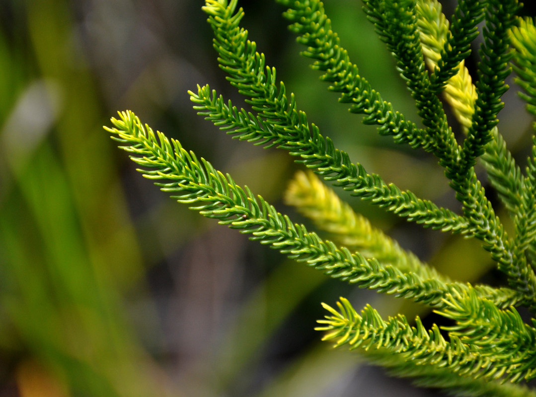 Image of Dacrydium beccarii specimen.