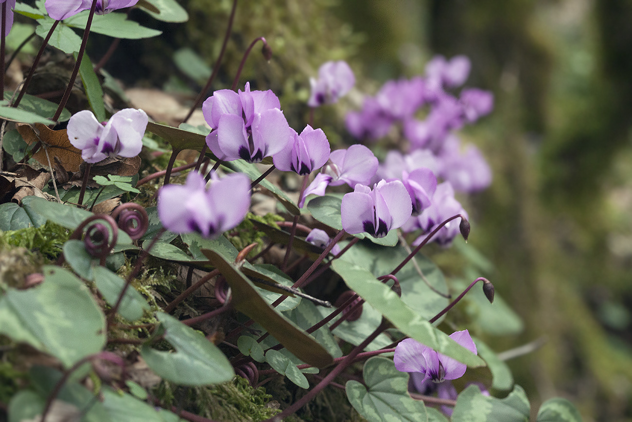 Image of Cyclamen coum specimen.